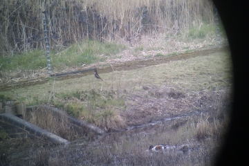 Wildlife Sightings for 21st April 2025